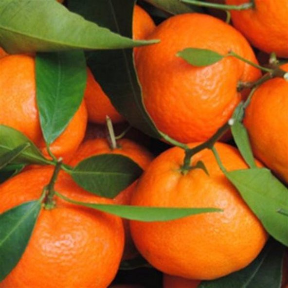 Tüplü Aşılı Çekirdeksiz Okitsu Mandalina Fidanı - Resim 2