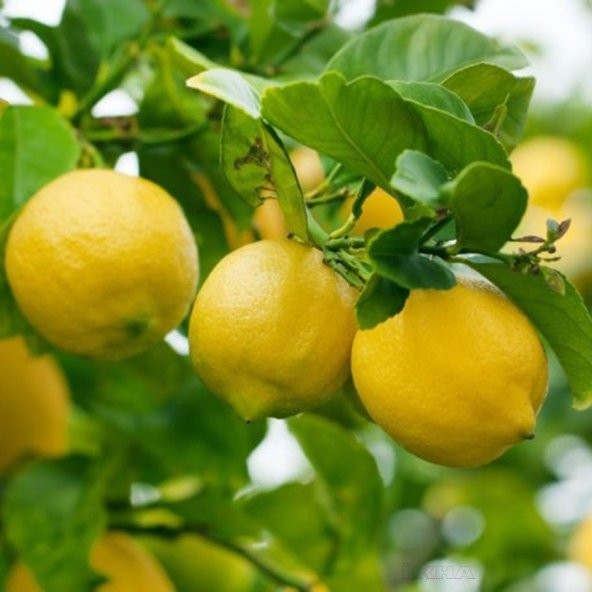 Tüplü Aşılı Verimli Euroka Limon Fidanı - 2