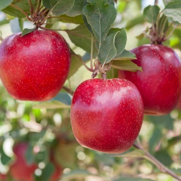 Tüplü Yazlık Leziz Bol Verimli Tam Bodur Mondial Gala Elma Fidanı - Resim 3