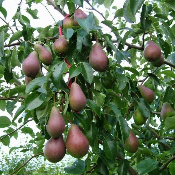 Tüplü Bol Verimli Aromatik Kokulu Tam Bodur Carmen Armut Fidanı - 3