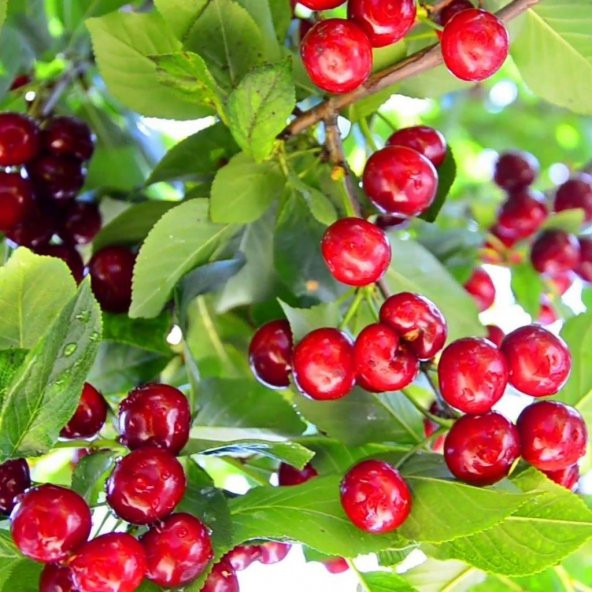 Tüplü Aromatik Bol Verimli Yarı Bodur Montmorency Vişne Fidanı - Resim 3