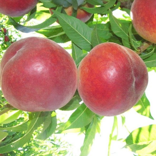 Tüplü Çok Geçci Bol Verimli Yarı Bodur Red Elegant Şeftali Fidanı
