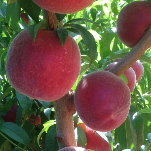 Tüplü Aromatik Bol Verimli Yarı Bodur Carselet Şeftali Fidanı - 2