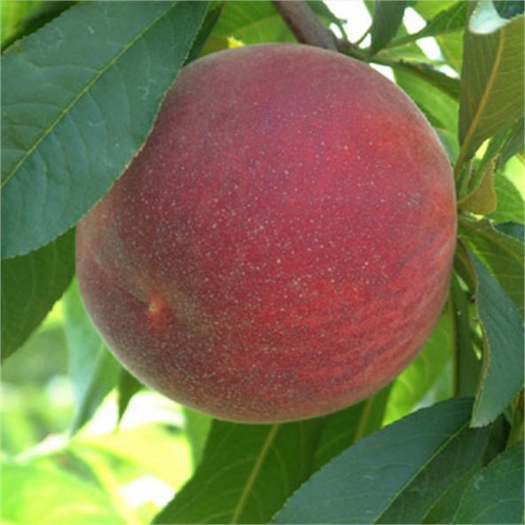 Tüplü Leziz Erkenci Verimli Yarı Bodur Spring Crest Şeftali Fidanı - Resim 4