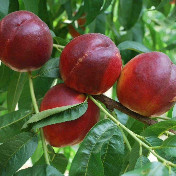 Tüplü Orta Geçci Verimli Yarı Bodur Venüs Nektarin Fidanı - Resim 4