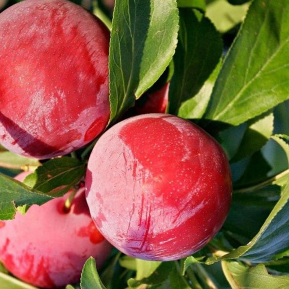 Tüplü İri Meyveli Geçci Yarı Bodur Autumn Giant Japon Eriği Fidanı - 3