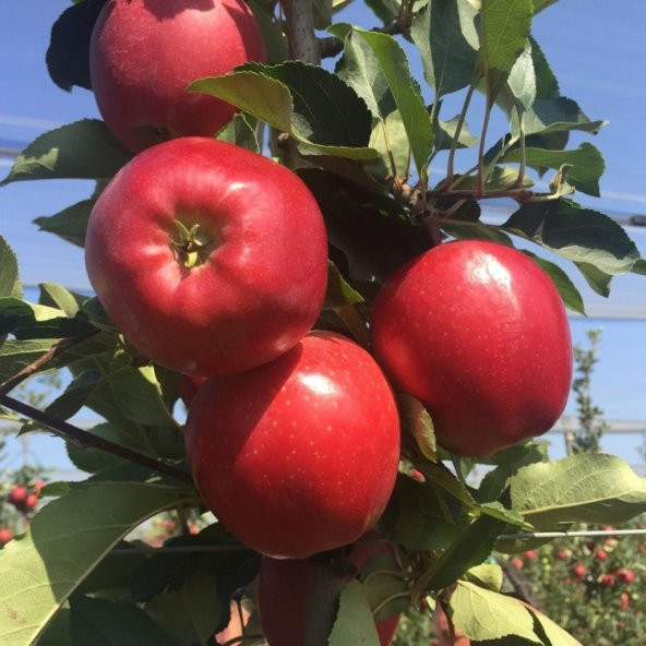 Tüplü Aşılı Özel Ürün Bol Verimli Yarı Bodur Red Jonaprince Elma Fidanı - 3
