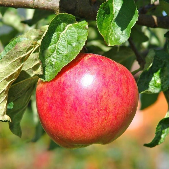 Tüplü Aşılı Verimli Yazlık Yarı Bodur Summer Red Elma Fidanı - 2