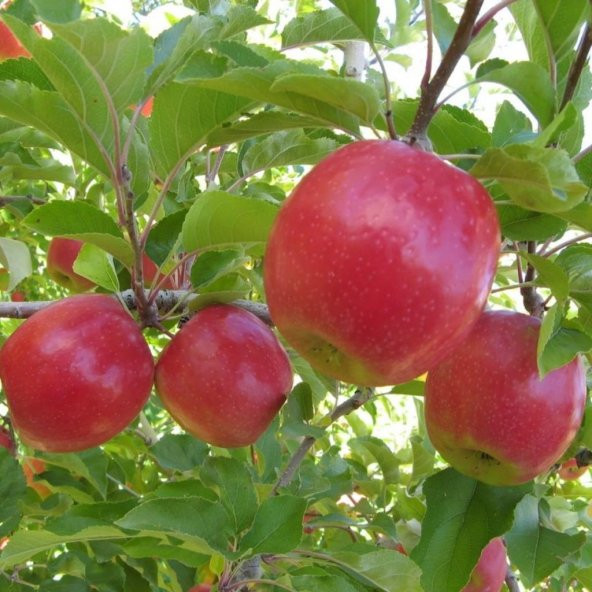 Tüplü Aşılı Geçci Hoş Kokulu Verimli Yarı Bodur Pink Lady Elma Fidanı - 3