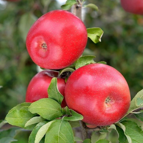 Tüplü Aşılı Sert Bol Sulu Yarı Bodur Fuji Zhen Aztec Elma Fidanı - 3