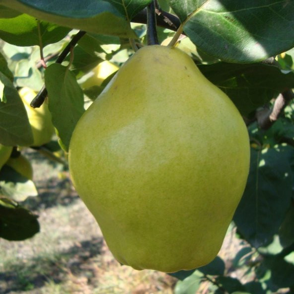 Tüplü Aşılı Bol Verimli Yarıbodur Ege 22 İstanbul Ayvası Fidanı - Resim 4