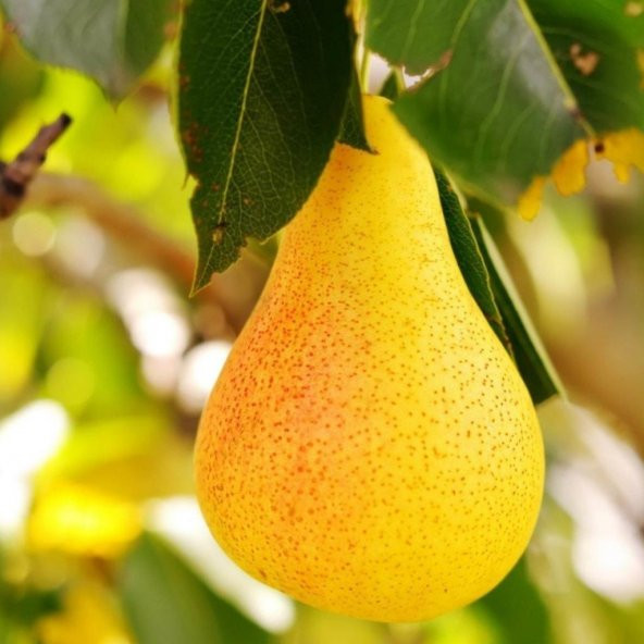 Tüplü Aşılı Geçci Leziz Aromatik Yarıbodur Williams Barlett Armut Fidanı - Resim 5