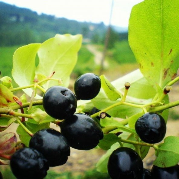 Tüplü Bilberry (Doğal Likapa)Fidanı - 5