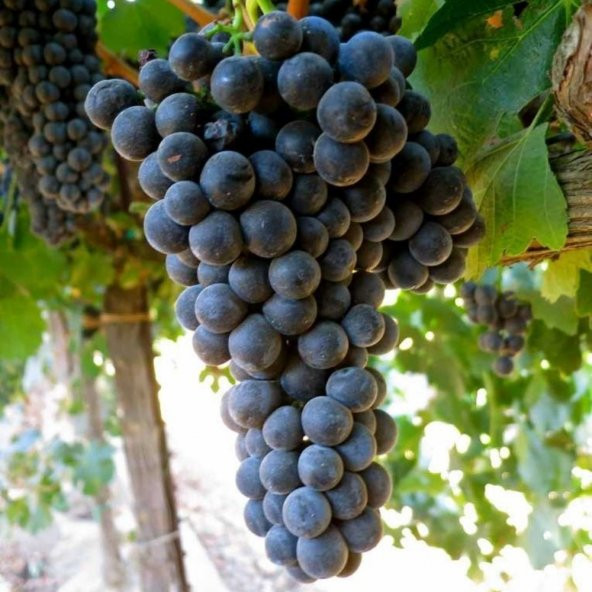 Tüplü Syrah (Şiraz) Siyah Üzüm(Asma-Bağ) Fidanı