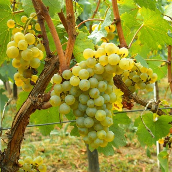 Tüplü Şaraplık Chardonnay Beyaz Üzüm(Asma-Bağ) Fidanı - 5
