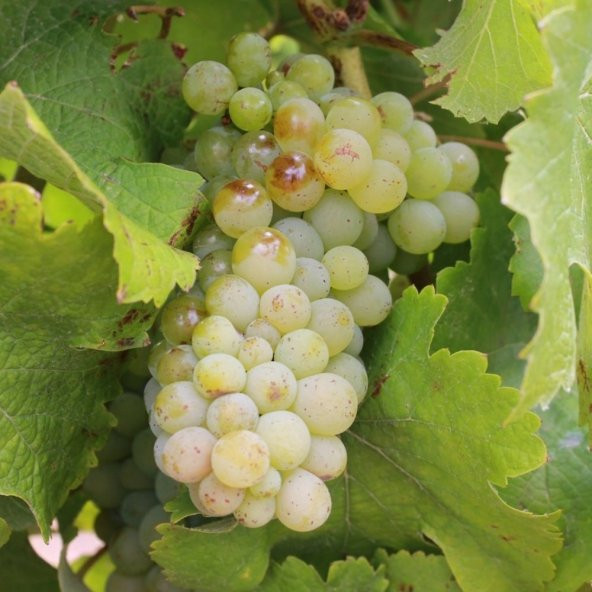 Tüplü Sauvignon Blanc Üzüm(Asma-Bağ) Fidanı - 4