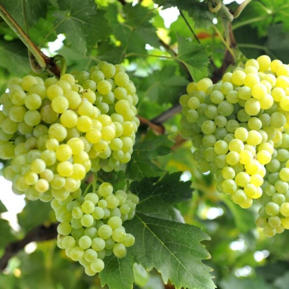 Tüplü İri Salkımlı İzmir Çekirdeksizi Üzüm(Asma-Bağ) Fidanı - Resim 4