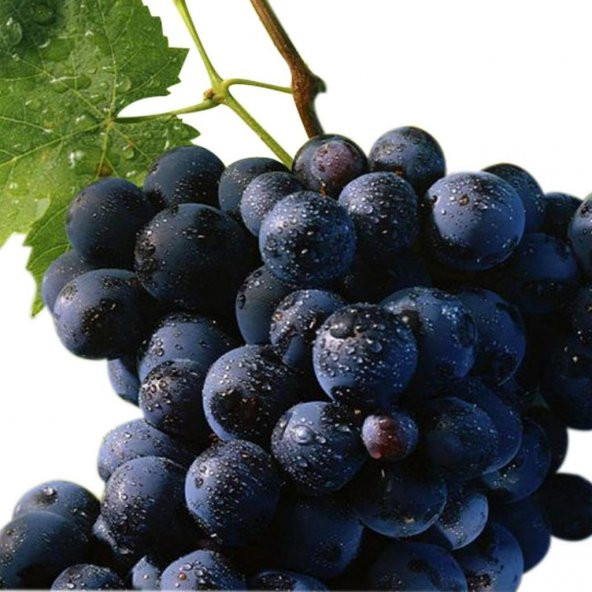 Tüplü Alphonso (Alfons) Lavellee Üzüm(Asma-Bağ) Fidanı - Resim 2