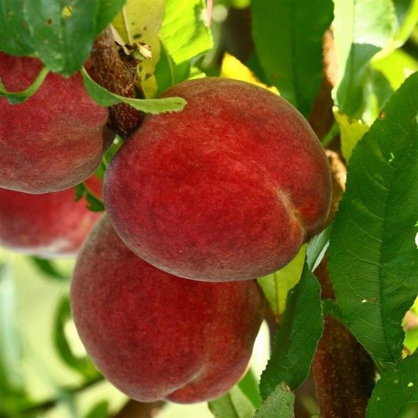 Tüplü Aşılı Bol Verimli İri Meyveli Geçci Sun Crest Şeftali Fidanı - Resim 2