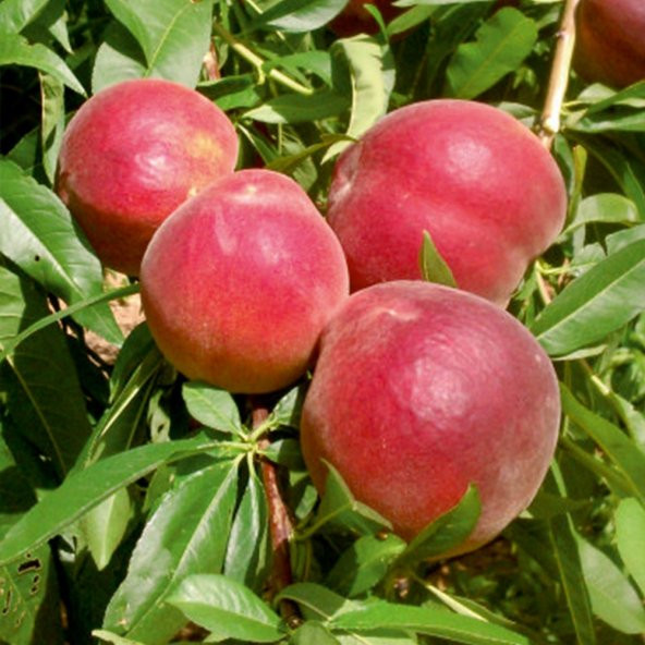 Tüplü Aşılı Verimli Erkenci Transvalia (Transvalya) Şeftali Fidanı - 6
