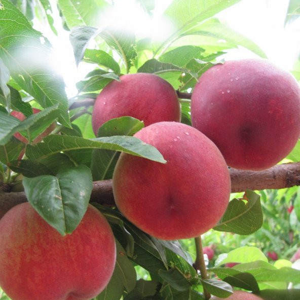 Tüplü Aşılı Verimli Quen Crest Şeftali Fidanı - Resim 2