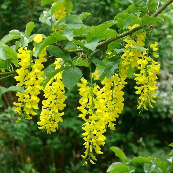 Tüplü Sarı Salkım Ağacı Fidanı - Resim 6