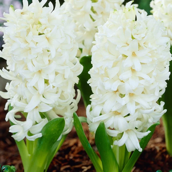 White King Sümbül Hyacinthus Soğanı (3 adet) - Resim 2