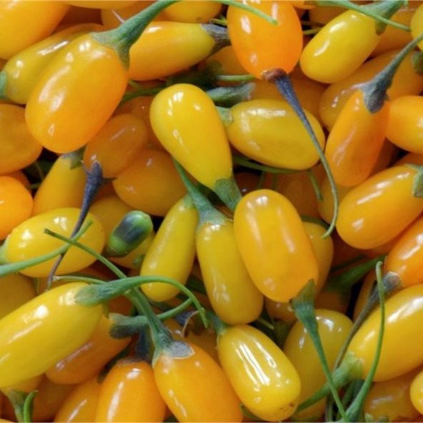 Tüplü Nadir Altuni Amber Sweet Sarı Goji Berry Fidanı (Sınırlı Stok)