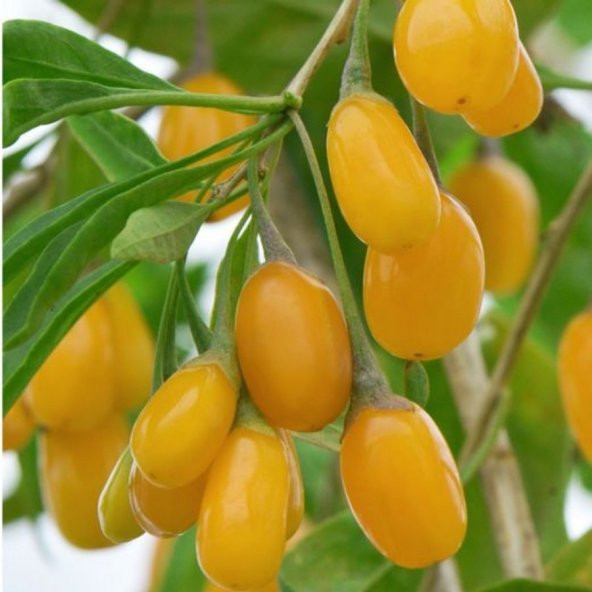 Tüplü Nadir Altuni Amber Sweet Sarı Goji Berry Fidanı (Sınırlı Stok) - 3