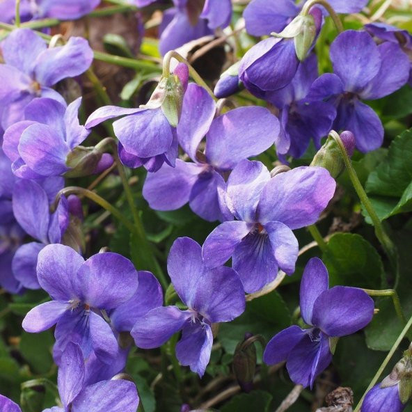 Lila Renkli Frenk Menekşesi Tohumu (100 adet) - Resim 2