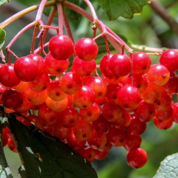 Tüplü Şifalı Aromatik Girebolu Girabolu Gilaboru Fidanı - Resim 3