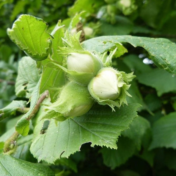 Tüplü Elle Kırılabilen Kuş Fındığı Fındık Fidanı ürün görseli 1