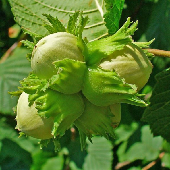 Tüplü İri Meyveli Palaz Fındık Fidanı - Resim 2