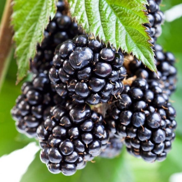 Tüplü Bol Verimli Yediveren Aromatik Brazos Böğürtlen Fidanı - Resim 2