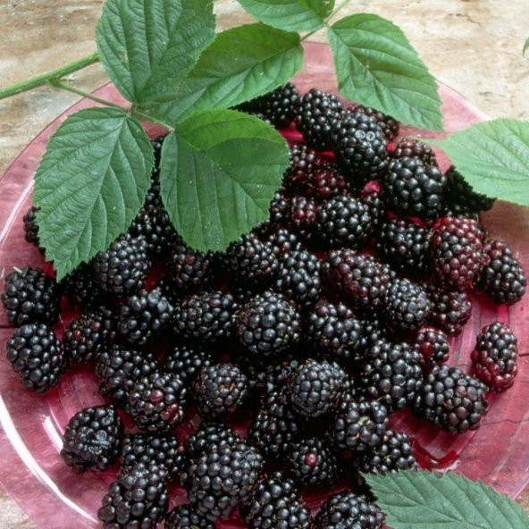 Tüplü Erkenci Verimli Dikensiz Early Fat Böğürtlen Fidanı - 2