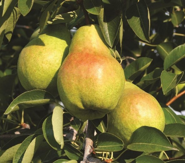 Tüplü Aşılı Aromatik Leziz Williams (Barlett) Armut Fidanı - 4