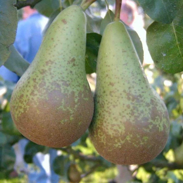 Tüplü Aşılı Özel Aromalı Geçci Abete Fetel Armut Fidanı - 2