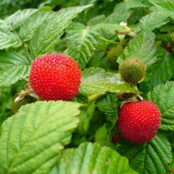 Tüplü Özel Ürün Aromatik Verimli Bodur Çilek Ahududu Fidanı - Resim 2