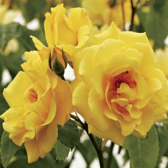 Tüplü Hybrid Tea Yediveren Golden Gate  Kokulu Sarmaşık Çardak Gülü Fidanı