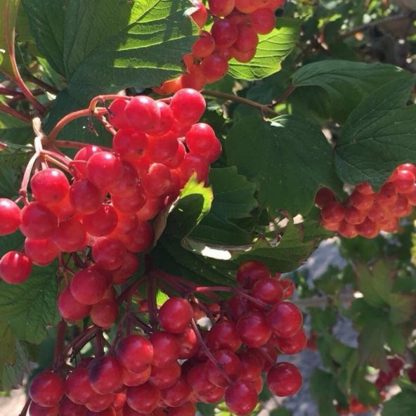 Tüplü Şifalı Aromatik Girebolu Girabolu Gilaboru Fidanı - Resim 4