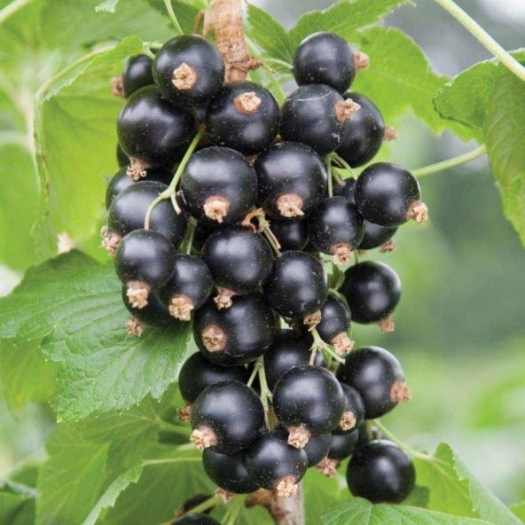 Tüplü Rosenthals Siyah Frenk Üzümü Fidanı - 3