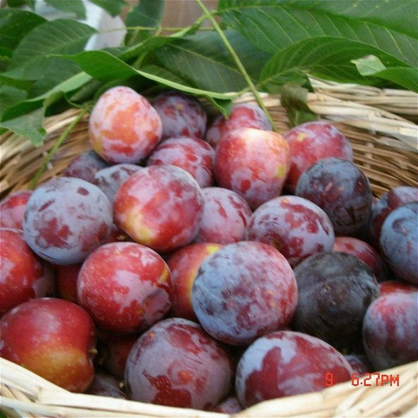 Tüplü Aşılı Aromatik Yüksek Verimli Laetitia Japon Erik Fidanı - 3