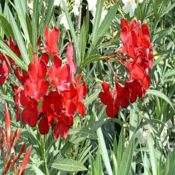 Üzeri Çiçekli Tüplü Katmerli Kırmızı Çiçekli Zakkum Fidanı (200-250 cm)