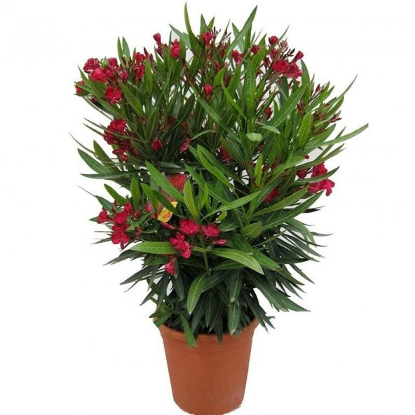 Tüplü Bodur Zakkum Fidanı (Süs Bitkisi) - Resim 4