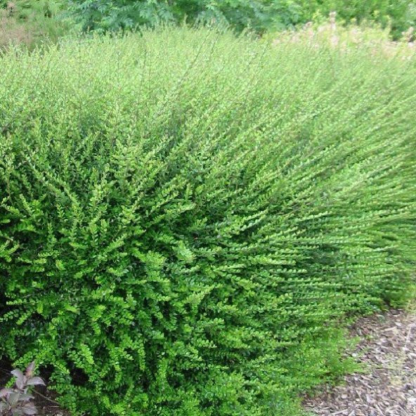 Bodur Lonicera Pileata Hanım Eli Fidanı - 6
