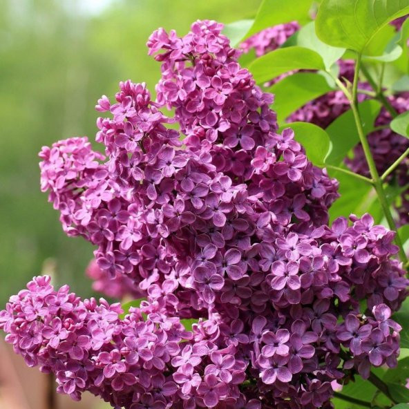 Tüplü Leylak Ağacı (Syringa vulgaris) Fidanı (6 Adet) - 3