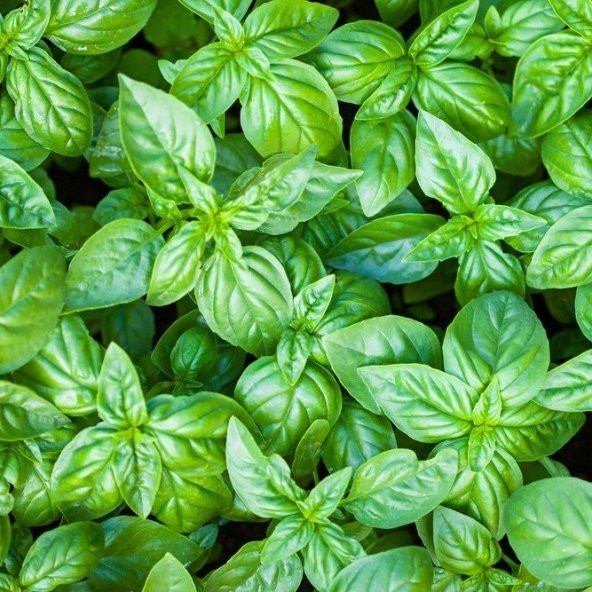 Geniş İri Yapraklı Genovese Fesleğen Tohumu (250 tohum) ürün görseli 1