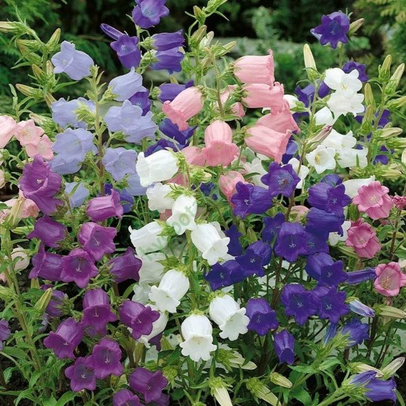 Calycanthema ‘Cup & Saucer’ Campanula Karışık Çan Çiçeği Tohumu (100 Tohum) - 2