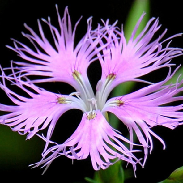 Superbus Rose Bol Kokulu Karanfil Çiçeği Tohumu (100 adet) - Resim 4