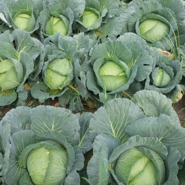 Beyaz Lahana Fidesi (5 adet) - Resim 5